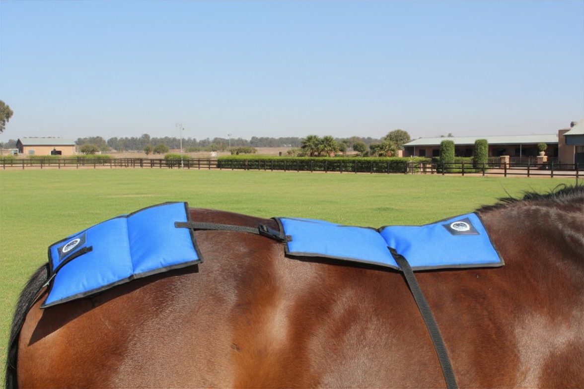 Horse wearing a Back and Hind Quarter Tack